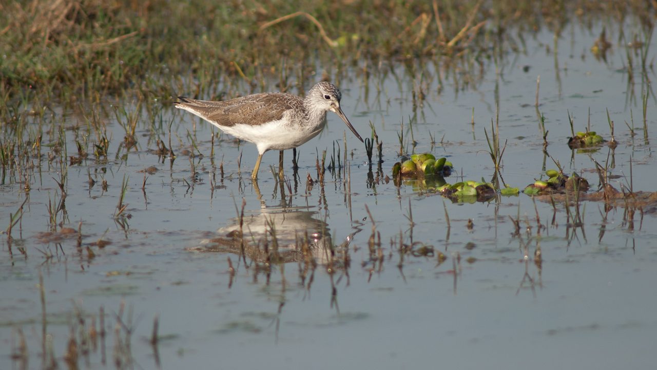 Common greenshank Tringa nebularia in a lagoon. Keoladeo Ghana National Park. Bharatpur. Rajasthan. India.