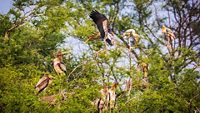 keoladeo-nationa-park-bharatpur-rajasthan-attr-hero