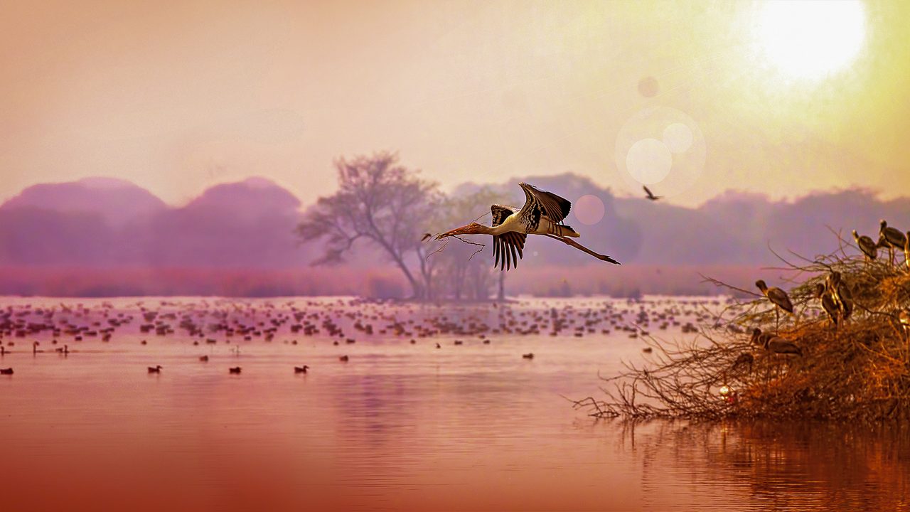 Painted Storks (Mycteria lecucophala) in flight, carry a dry twig for building its nest.