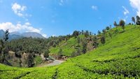 Tea plants view from marayoor-kanthalloor route