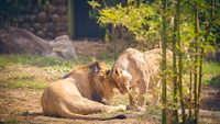 2-mysore-zoo-mysuru-karnataka-attr-hero