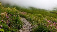 Floral Meadows and landscape inside the Valley of Flowers National Park in NandaDevi Biosphere Reserve of Uttarakhand state, India