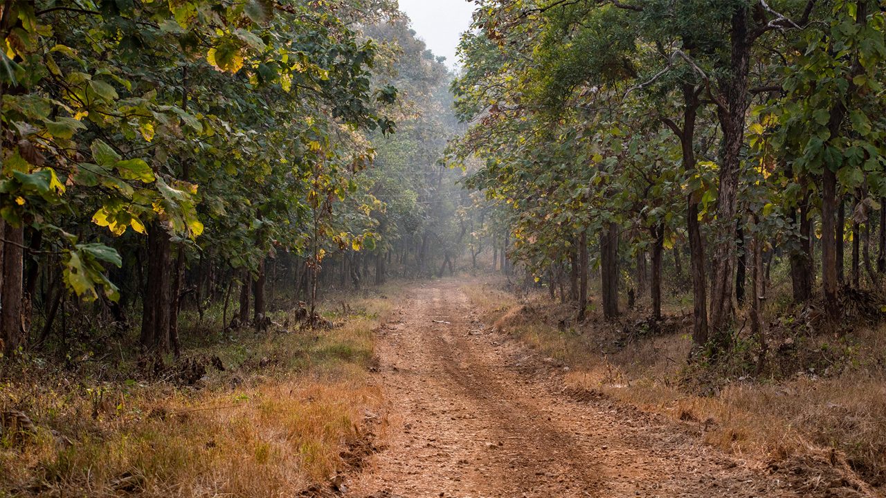 Road through the Melghat forest with tall green trees around and wheel path