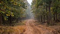 Road through the Melghat forest with tall green trees around and wheel path