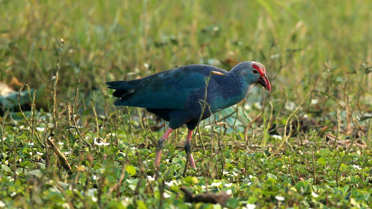 2-nawabganj-bird-sanctuary-lucknow-uttar-pradesh-attr-hero