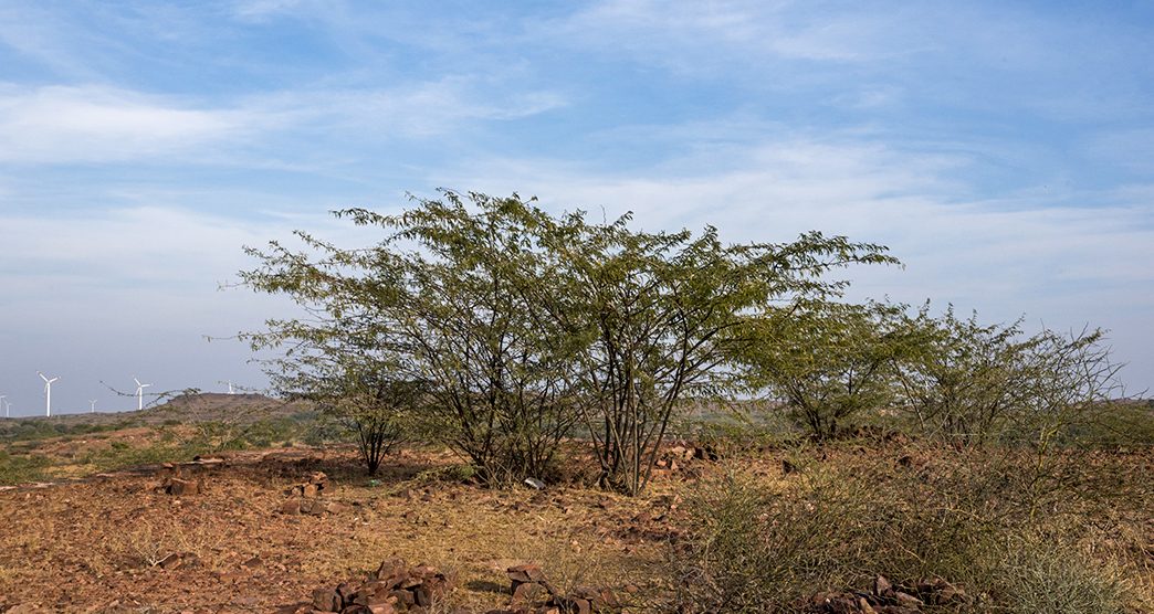 A view of Thar desert area in Osian, Rajasthan, India.