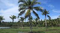 2-ponnumthuruthu-island-varkala-kerala-attr-hero