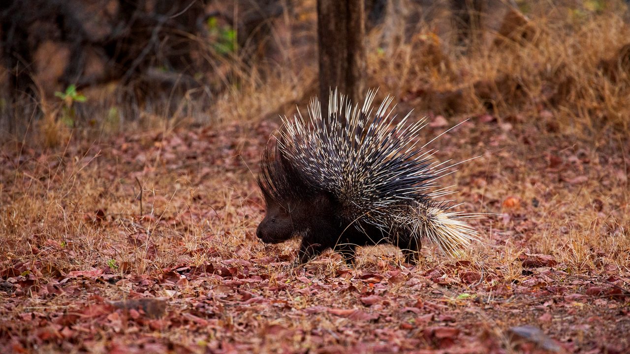 Porcupine in the nature habitat. Indian porcupine in the dayilight. Wildlife scene with very rare and elusive animal. Nocturnal animal in the beautiful indian forest. Hystrix indica