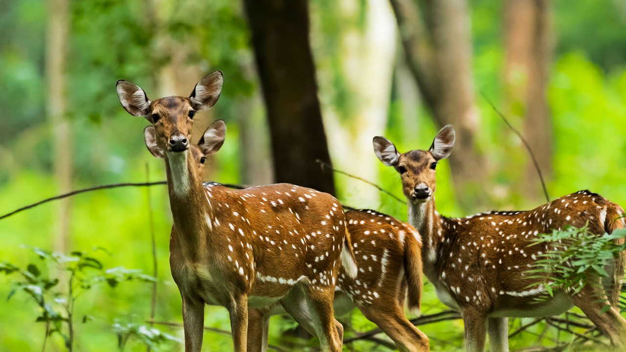 Spotted deer at Wayanad,Kerala.