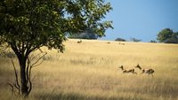 Grasslands of Andhrapradesh Rollapadu Wildlife Sanctuary