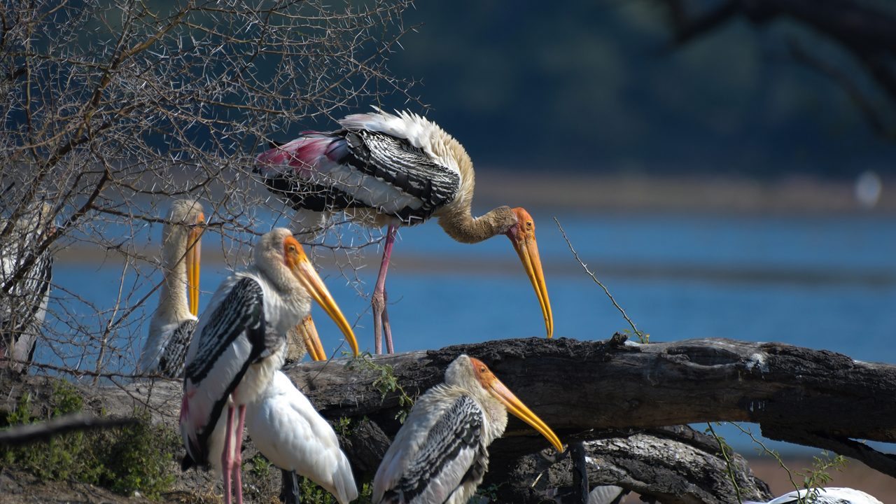 Indian Painted stork or Mycteria Leucocephala in Keoladeo national park also known as Bharatpur bird sanctuary in Rajasthan