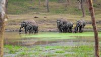 Herd of Elephant ,taken at Sathyamangalam Tiger Reserve, Tamilnadu India on winter evening