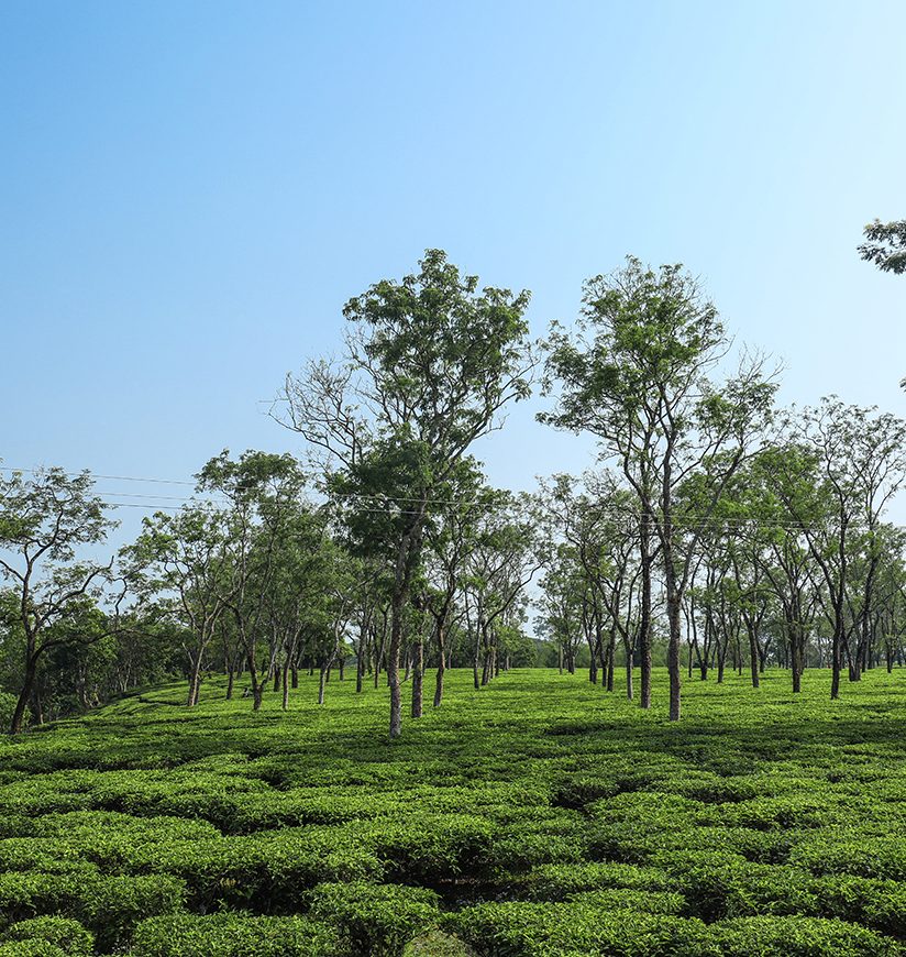 Tea Gardens