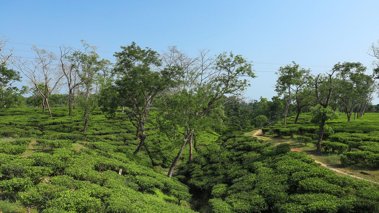 2-tea-gardens-silchar-assam-state-hero1.jpg