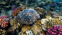 Coral Reef and Tropical Fish in Sunlight. Singapore aquarium. Feeding fish. Beautiful Red Sea Egypt. Undersea world. Beautiful corals. A lot of fish. Blue water.