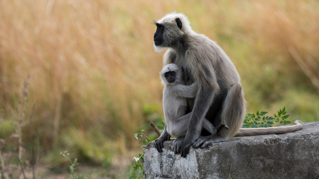 Mother and baby langur in the forest. Close up, selective focus.