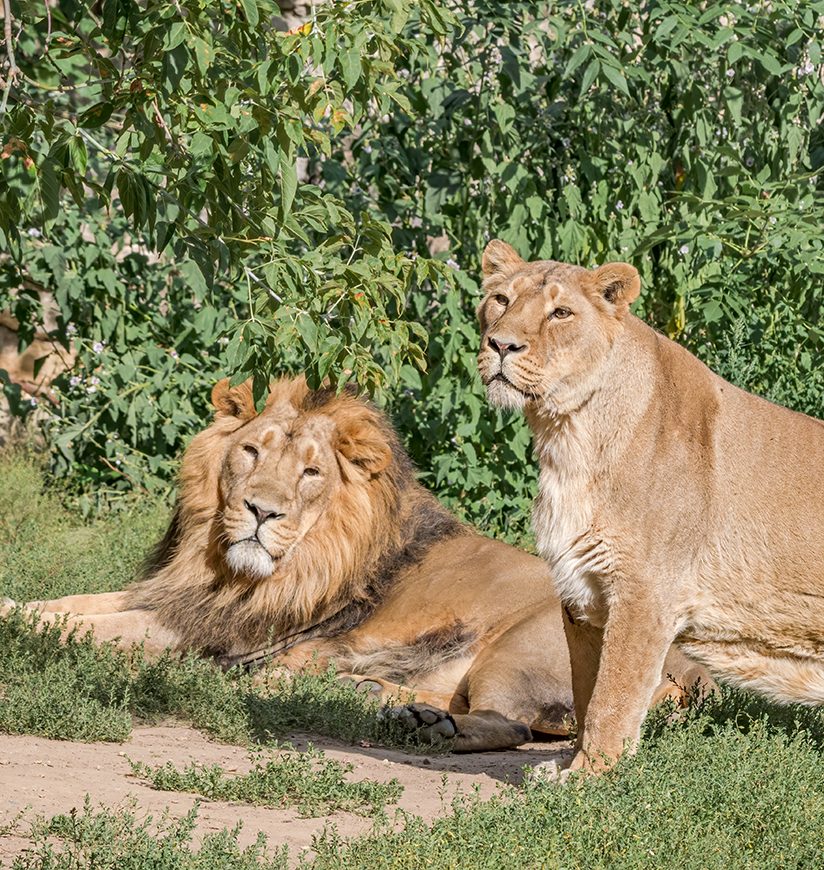 Asiatic Lion (Panthera leo persica)