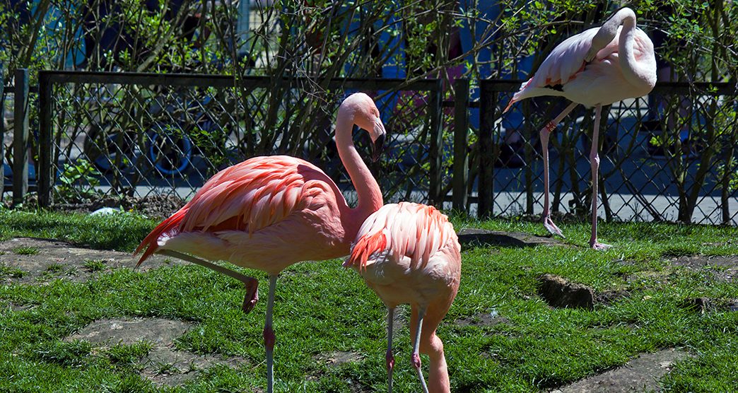 Bunch of Chilean Flamingo (Phoenicopterus chilensis) on a grass field posing during day time.