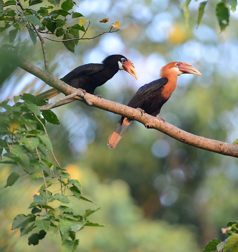 3-birdwatcher-s-paradise-port-blair-andaman-nicobar-islands-city-ff.jpg