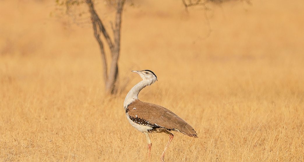 Desert-National-Park