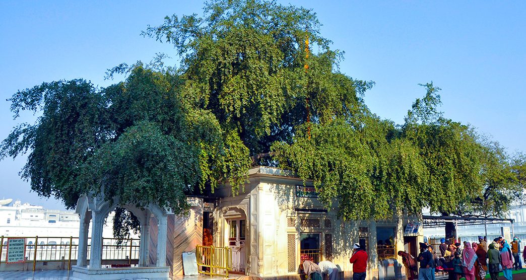 Dukh-Bhanjani-Beri-Tree