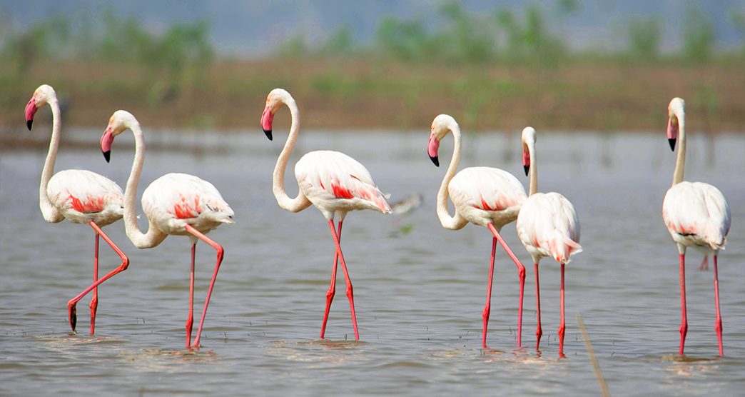 Flock of Greater Flamingos, Phoenicopterus roseus, Bhigwan