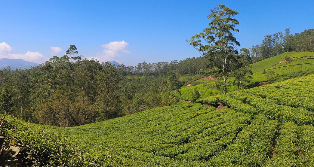 Beautiful View of Tea Plantation from Kannan Devan Hills, Munnar, Kerala, India