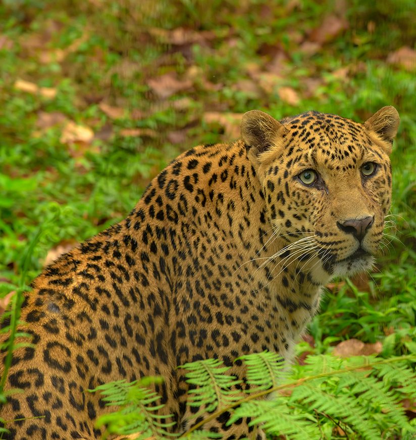 mahananda-wildlife-sanctuary-siliguri-city-ff