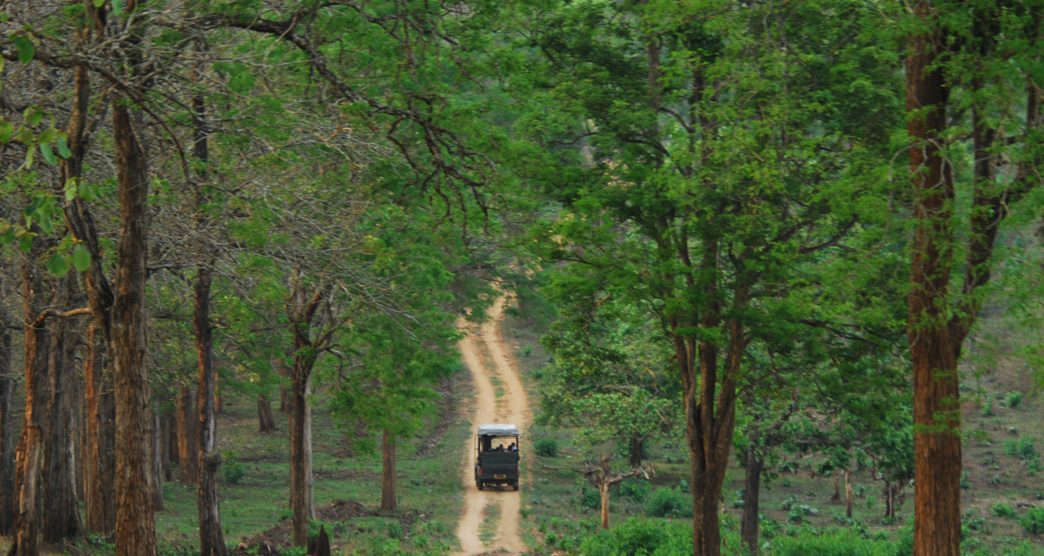 Nagarahole-National-Park