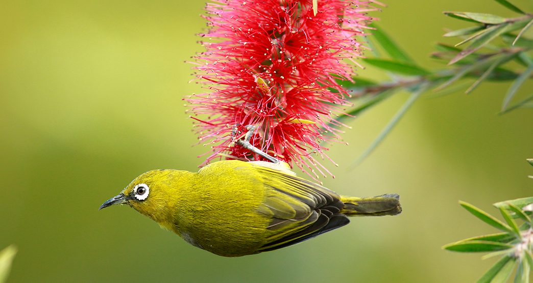 Nawabganj-Bird-Sanctuary