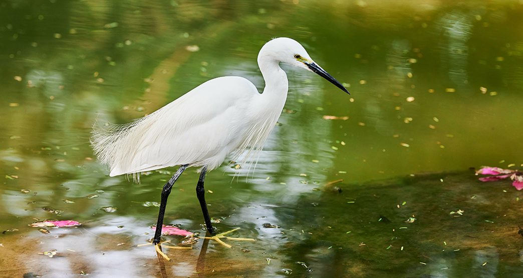 Little Egret small heron white bird hunting on lake in indian Lodi Gardens city park in New Delhi, beautiful white heron bird stands on pond water surface and looks for feed, Little Egret small heron