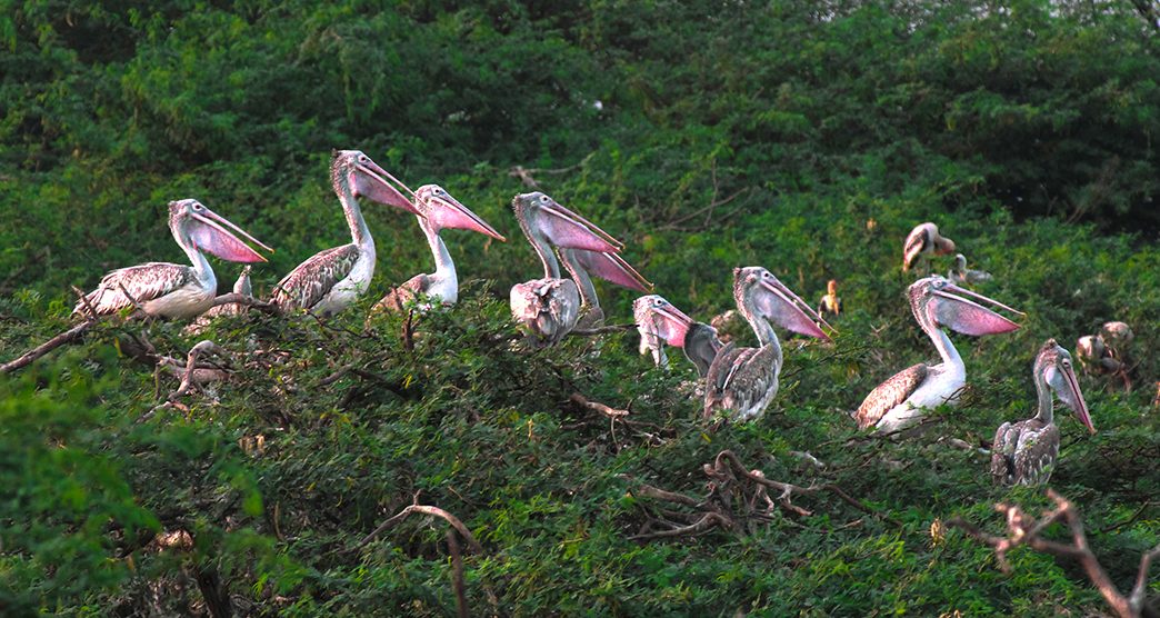 Uppalapadu-Bird-Sanctuary-About