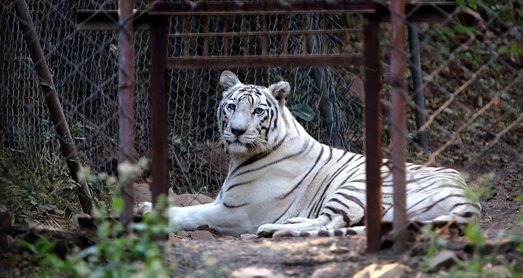 Van-Vihar-National-Park