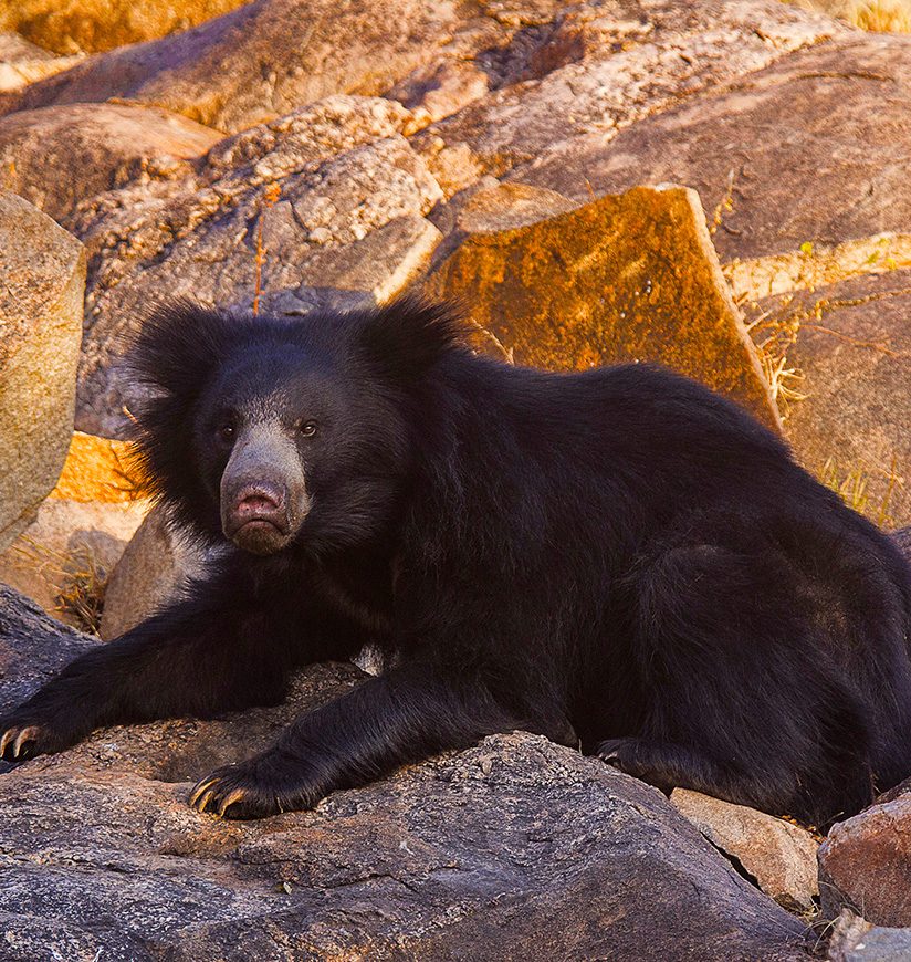 Sloth Bear, Melursus Ursinus. Daroji Bear Sanctuary, Ballari district, Karnataka