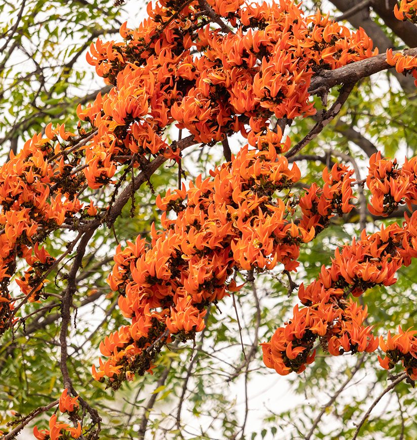 Blooming colorful palash flower in a tree in spring season just before holi festival of India