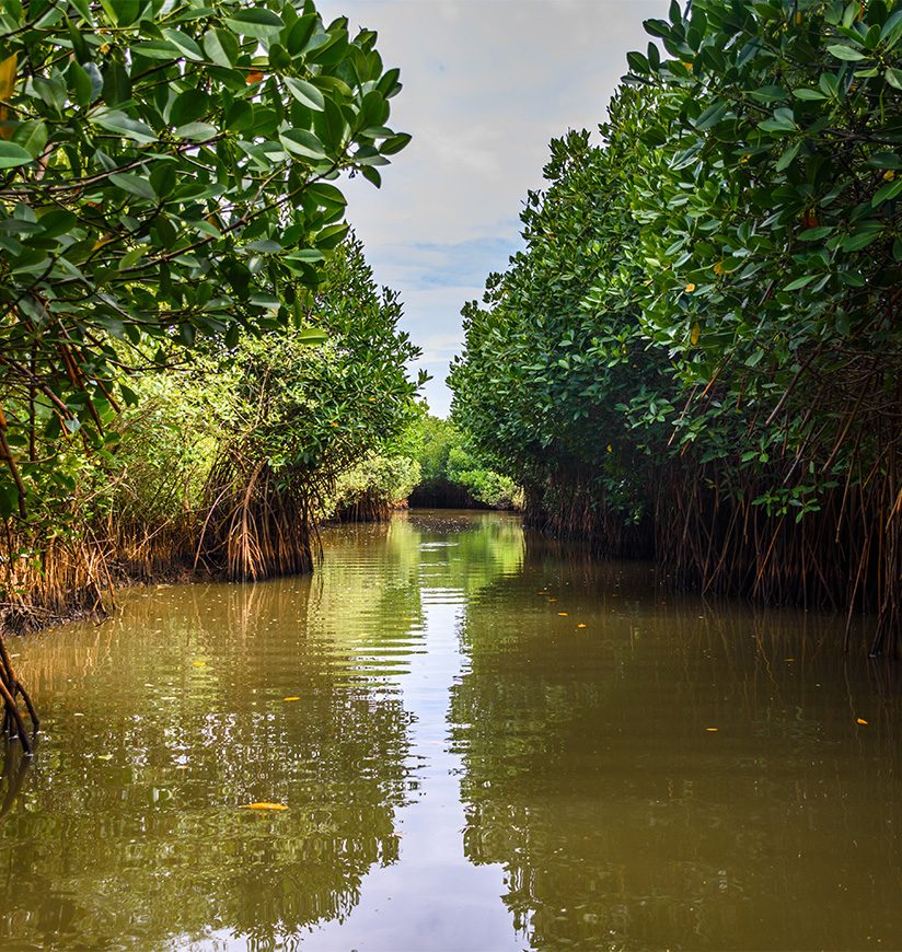 Pichavaram Mangrove Forests. The second largest Mangrove forest in the world, located near Chidambaram in Cuddalore District, Tamil Nadu, India