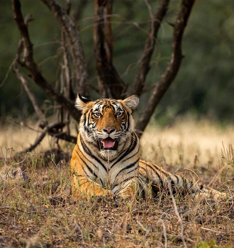 Wild female royal bengal tiger resting in natural green background at ranthambore national park or tiger reserve rajasthan india - panthera tigris tigris