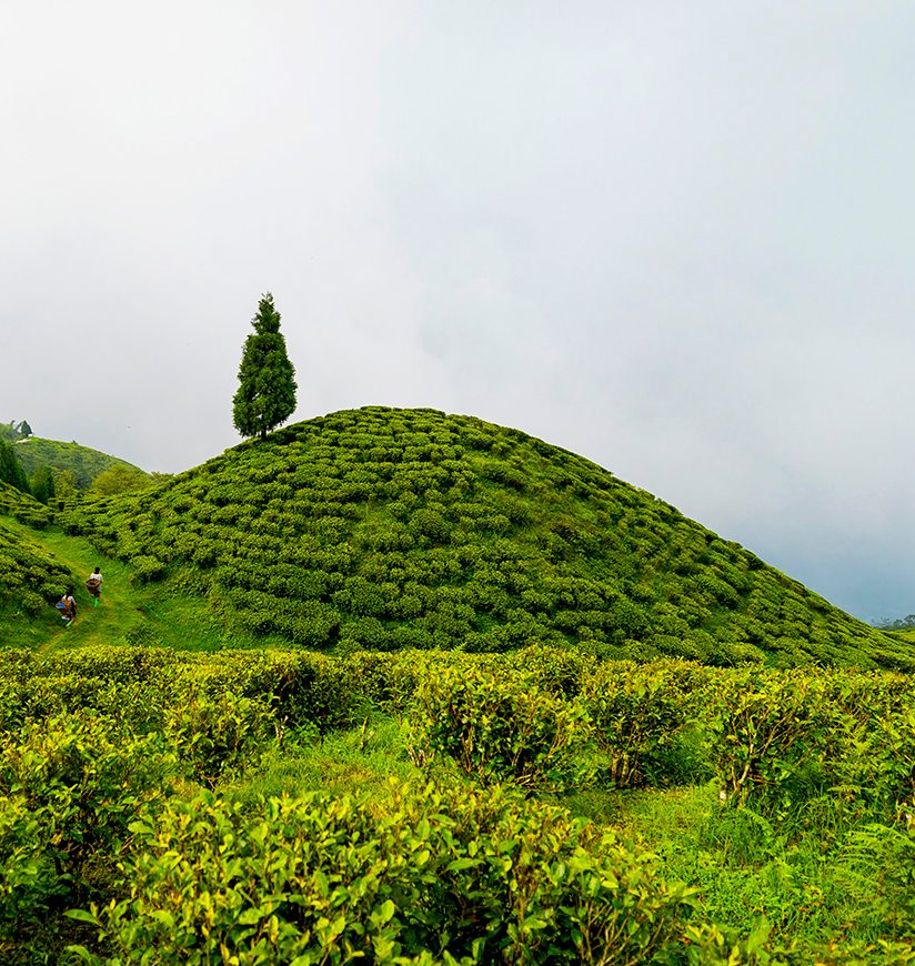 5-tea-gardens-darjeeling-west-bengal-city-ff.jpg