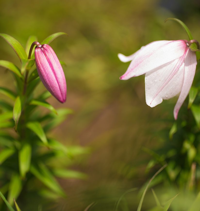 SHIRUI LILY A RARE INDIAN SPECIES OF PLANT