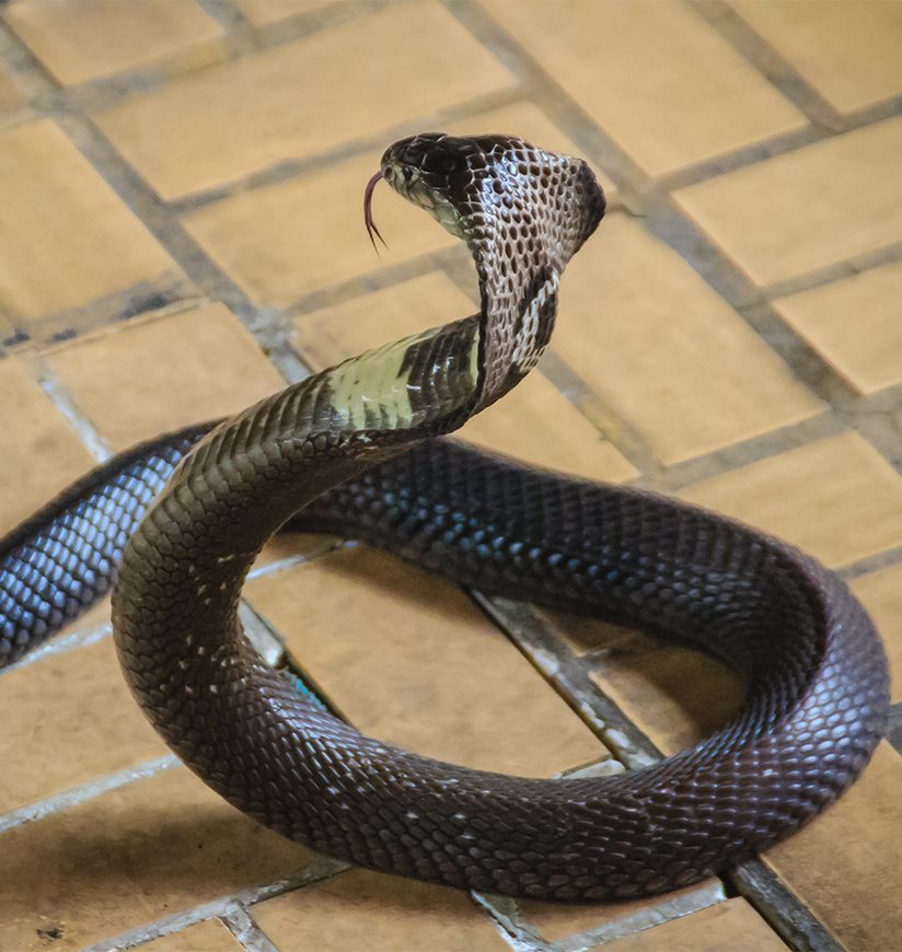 Dangerous monocled cobra snakes come into the house. The monocled cobra (Naja kaouthia), also called monocellate cobra, is a cobra species widespread across South and Southeast Asia.