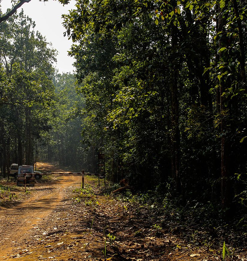 simlipal national park, Odisha , Dark forest at summer, sunlight through trees