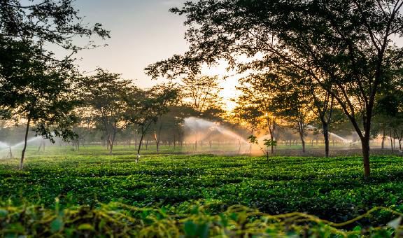 jokai-botanical-garden-dibrugarh-assam-attr-about