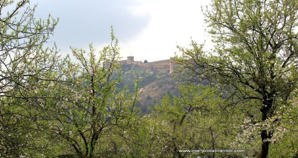 almond-blooms-in-badam-vaer-garden-in-srinagar3-about