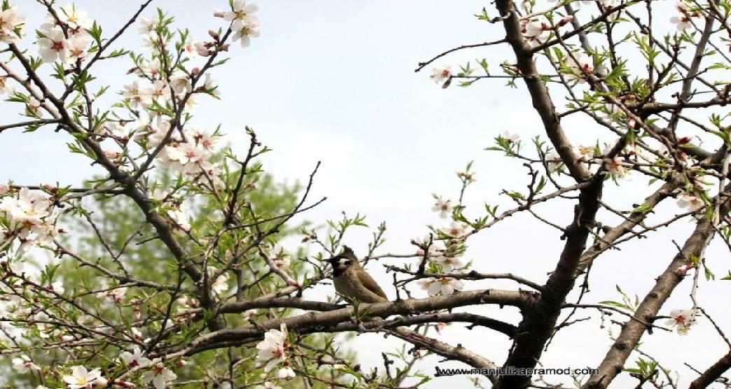 almond-blooms-in-badam-vaer-garden-in-srinagar4-about