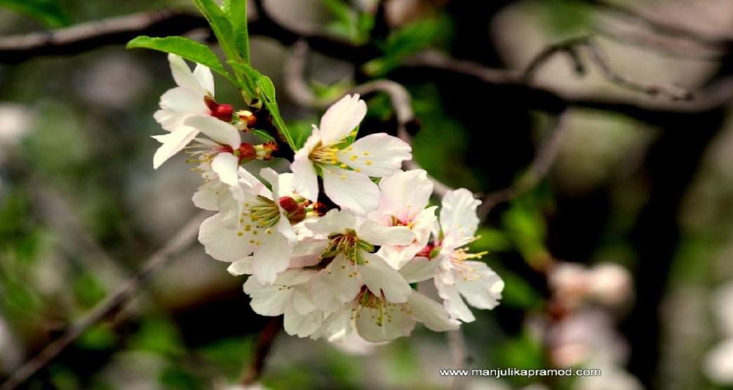 almond-blooms-in-badam-vaer-garden-in-srinagar6-about