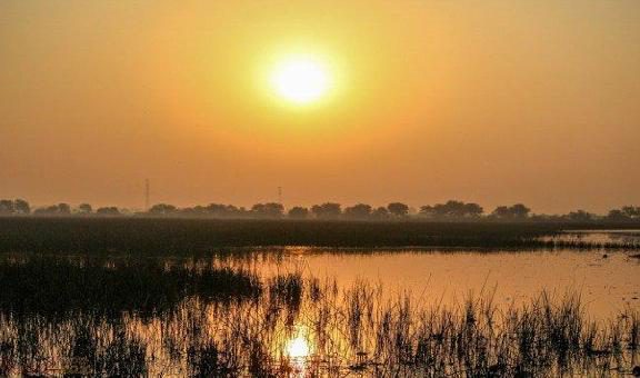 Flamingo at Thol lake bird sanctuary, Ahmadabad, Gujarat, India