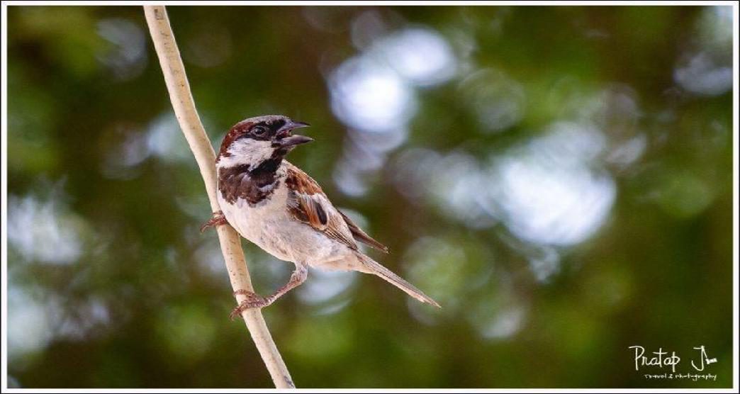 dholavira-in-kutch15-about