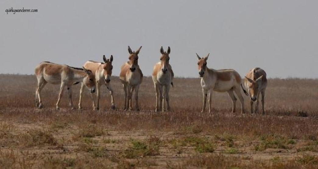 exploring-kutch-during-rann-utsav30-about