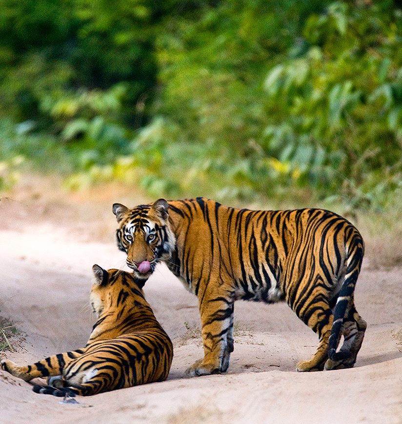 Two wild tiger on the road. India. Bandhavgarh National Park. Madhya Pradesh. An excellent illustration.