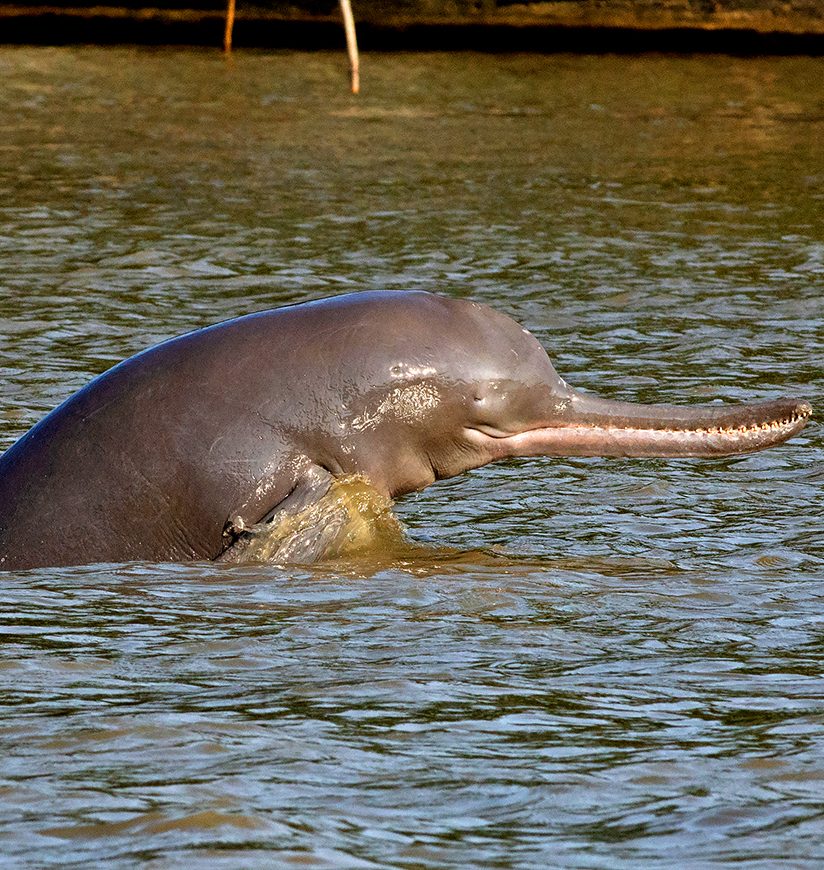 The highly endengered Ganges River Dolphin in the waters of the Brahmaputra river of India.